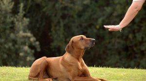 Köpek Eğitimi Golden