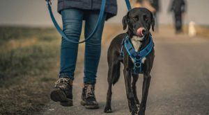 Köpek Eğitimi İleri Düzeye Kadar Bilmeniz Gereken Her Şey