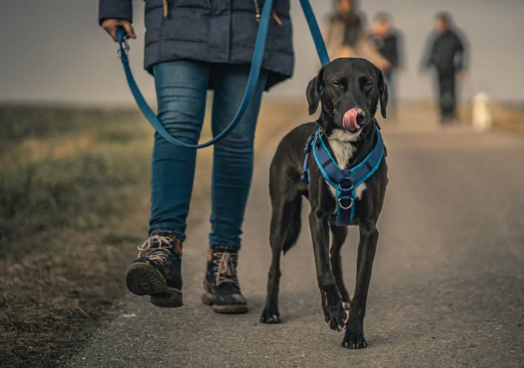 köpek eğitimi ve temel itaat egitimi