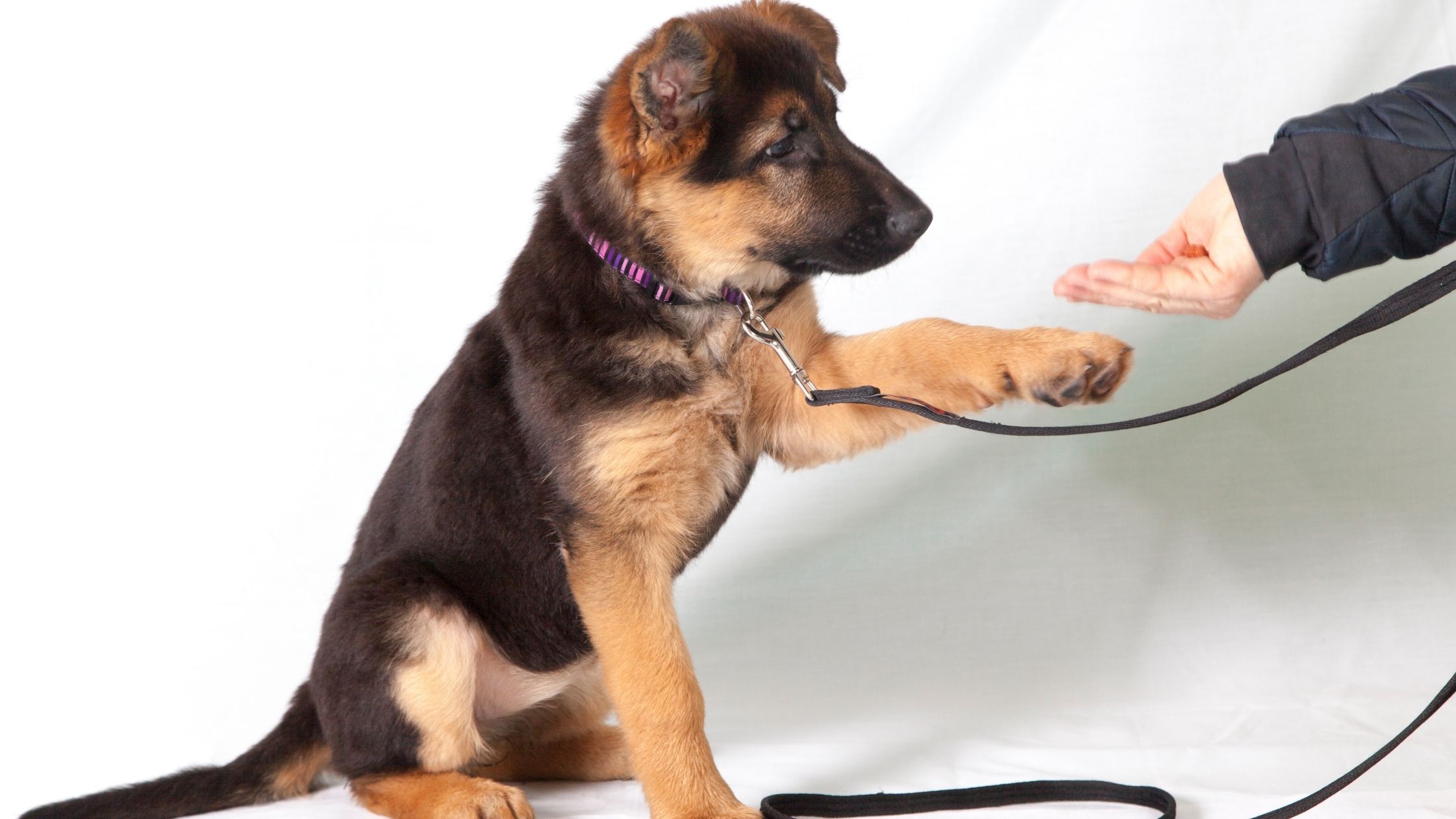 Köpek Eğitimi Verirken Yapılan Hatalar